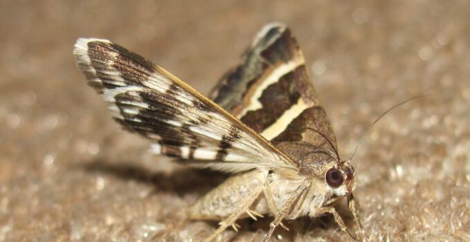 ¿Qué es una polilla?