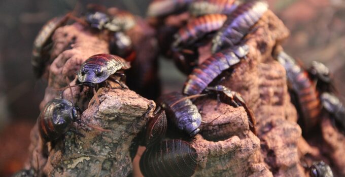 Cómo matar cucarachas