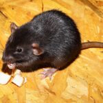 Como combatir las ratas de manera natural