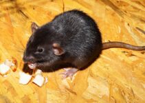 Como combatir las ratas de manera natural