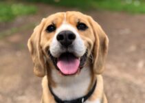 Matar pulgas en los perros