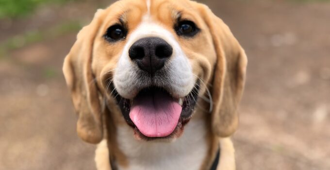 Matar pulgas en los perros