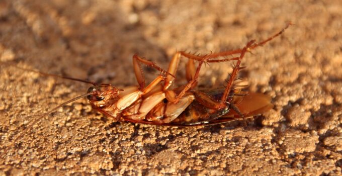 Métodos para eliminar las cucarachas
