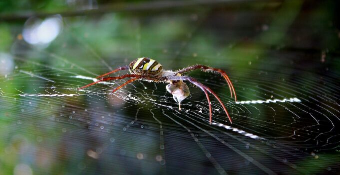 Trucos caseros para acabar con las arañas