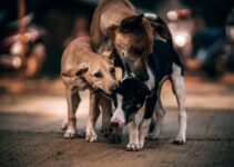 Como afectan las pulgas a tus mascotas