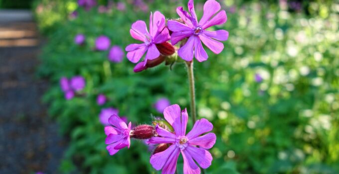 Soluciones caseras para eliminar polillas
