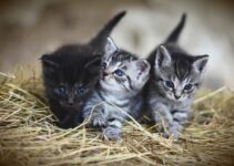 Matar pulgas en los gatos