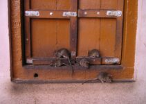 Estrategias naturales para eliminar ratas