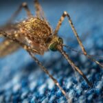 Enfermedades que transmiten los mosquitos