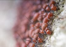invasión de termitas