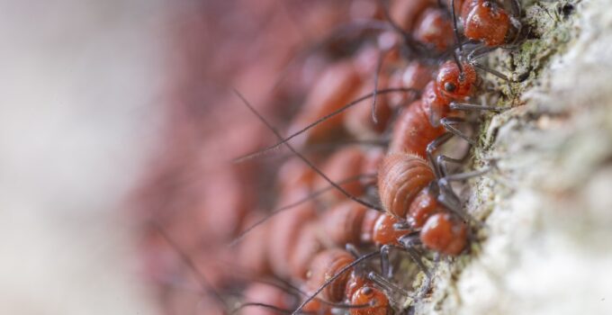 invasión de termitas