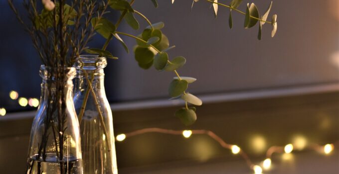 Estrategias naturales para eliminar mosquitos