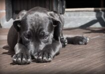 Métodos para eliminar las garrapatas