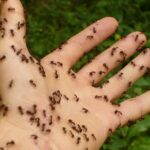3 Cosas que ahuyentan a las hormigas