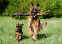 Como evitar que tu perro tenga garrapatas