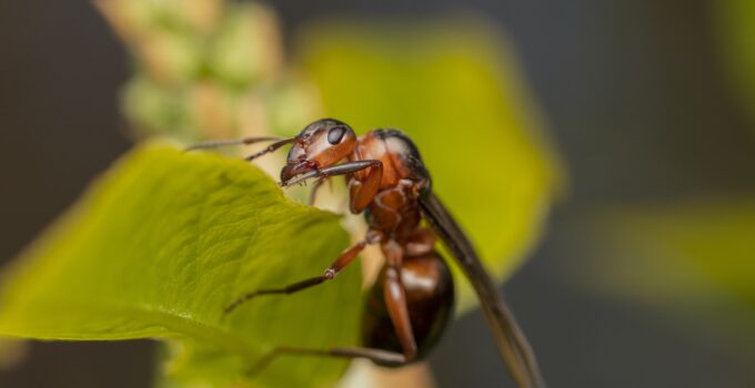 Estrategias naturales para eliminar termitas