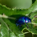 Estrategias naturales para eliminar escarabajos