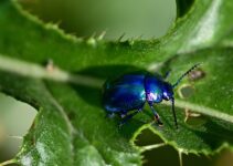 Estrategias naturales para eliminar escarabajos