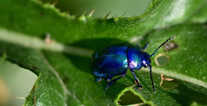 Estrategias naturales para eliminar escarabajos