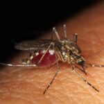 Soluciones caseras para eliminar mosquitos