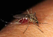 Soluciones caseras para eliminar mosquitos