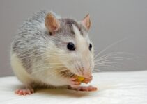 invasión de ratas