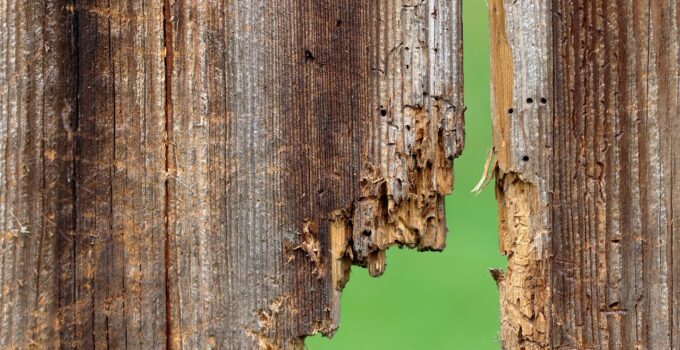 Aprende a alejar las carcomas de tu hogar