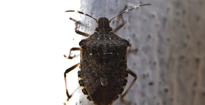 Las chinches y sus riesgos para la salud