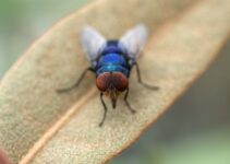 Estrategias naturales para eliminar moscas