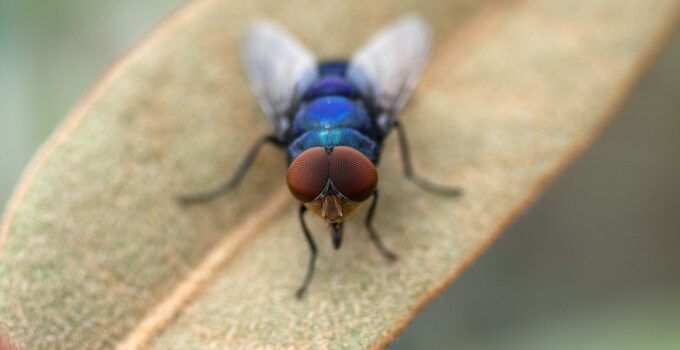 Estrategias naturales para eliminar moscas
