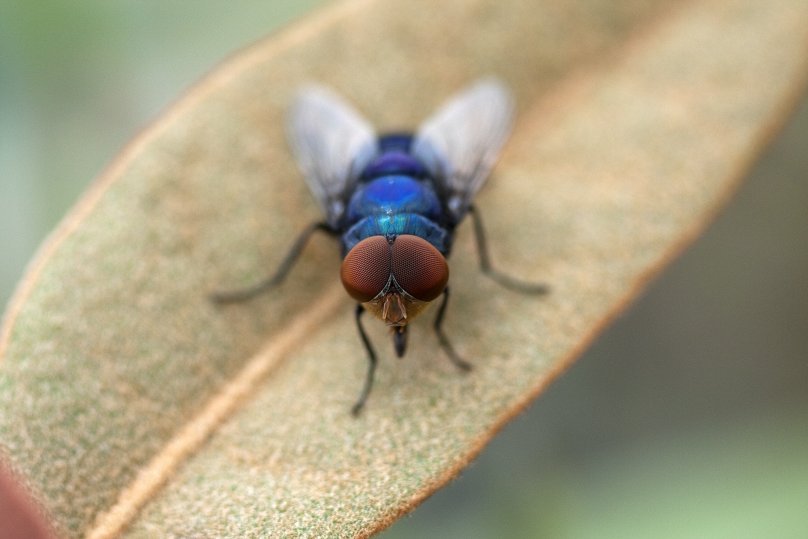 Estrategias naturales para eliminar moscas