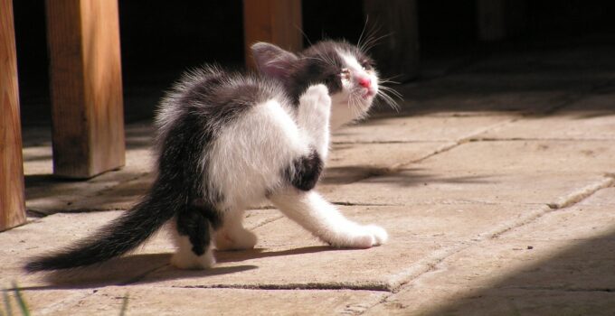 Trucos caseros para acabar con los ácaros