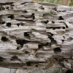Prevención de termitas y la importancia de la misma
