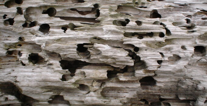 Prevención de termitas y la importancia de la misma