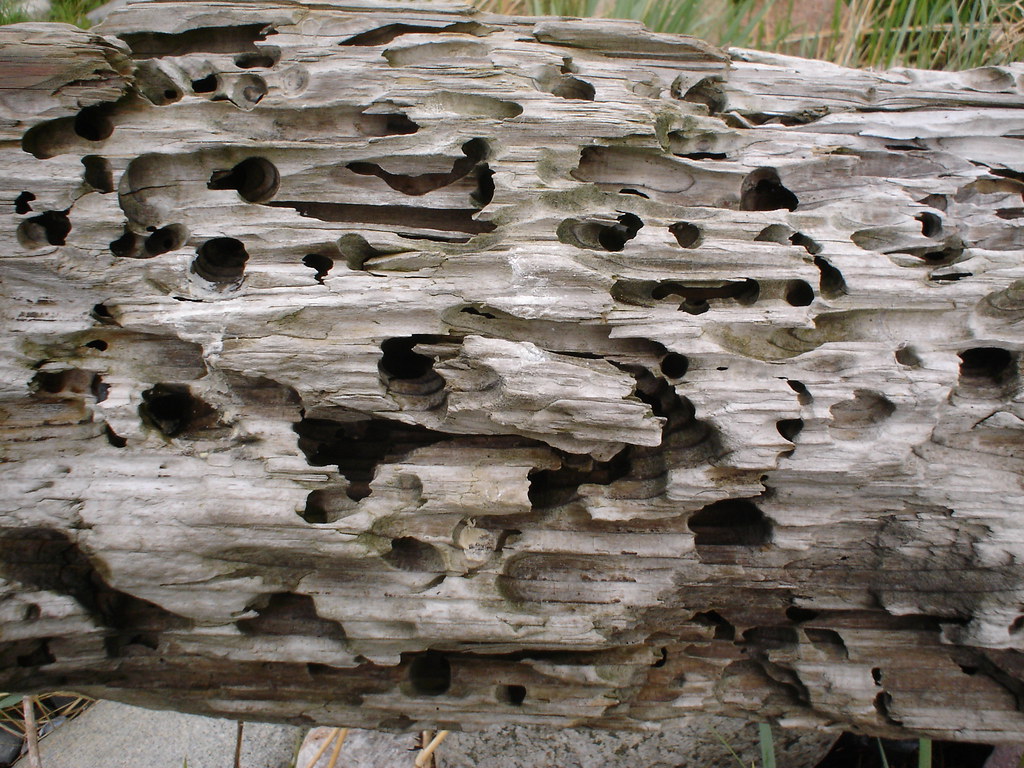 Prevención de termitas y la importancia de la misma