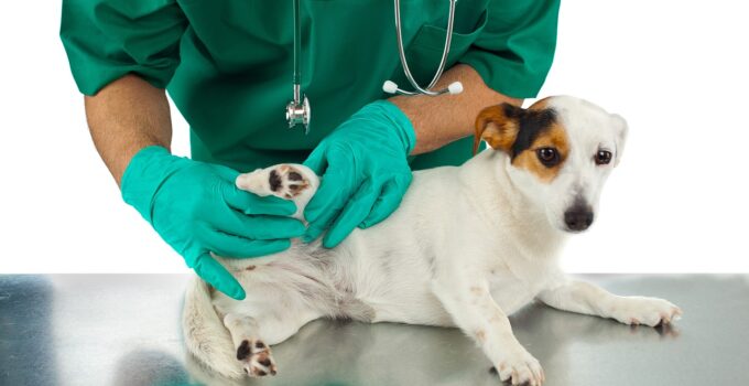 Remedios para combatir las pulgas