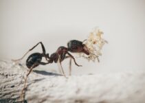 Técnicas efectivas para matar hormigas