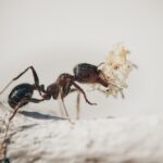 ¿Qué debes hacer con una picadura de hormiga?