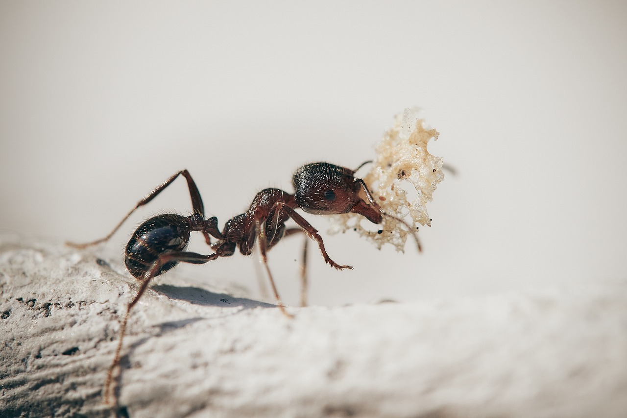 ¿Qué debes hacer con una picadura de hormiga?