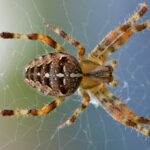 Matar arañas con remedios caseros