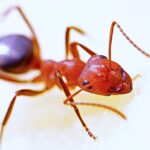 Cómo prevenir una invasión de hormigas