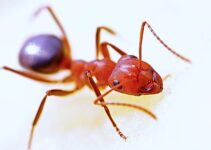 Cómo prevenir una invasión de hormigas