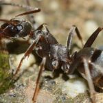 Trucos caseros para acabar con las hormigas