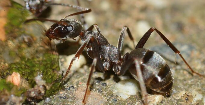 Trucos caseros para acabar con las hormigas