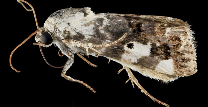 Como combatir las polillas