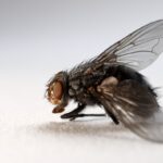 Ahuyentar las moscas con remedios caseros