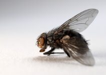 Ahuyentar las moscas con remedios caseros