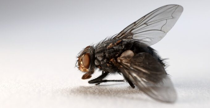 Ahuyentar las moscas con remedios caseros