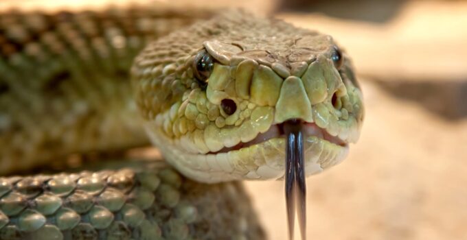 MORDEDURA DE SERPIENTE