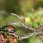 ¿Por qué aparecen los escarabajos?